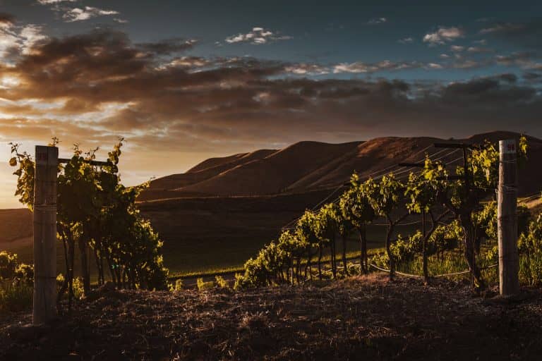 Vinhedo ao pôr do sol com colinas ao fundo, simbolizando a inspiração vínica dos empreendimentos Malbec e Pericó Residence.